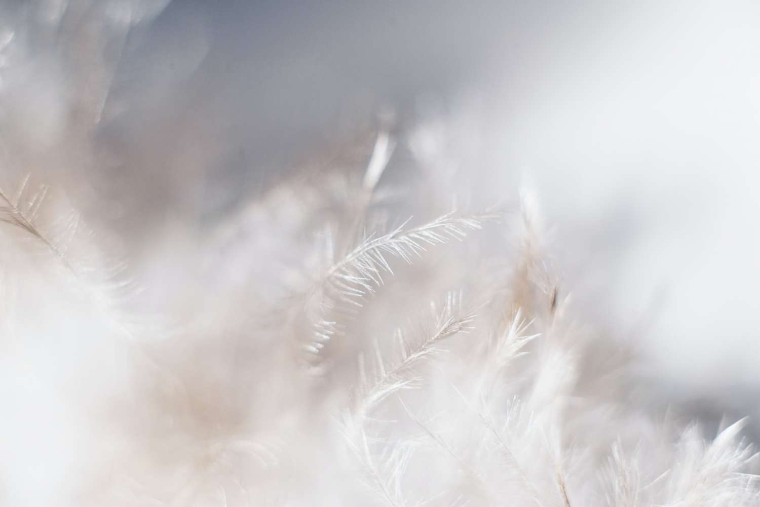 Plume page à propos